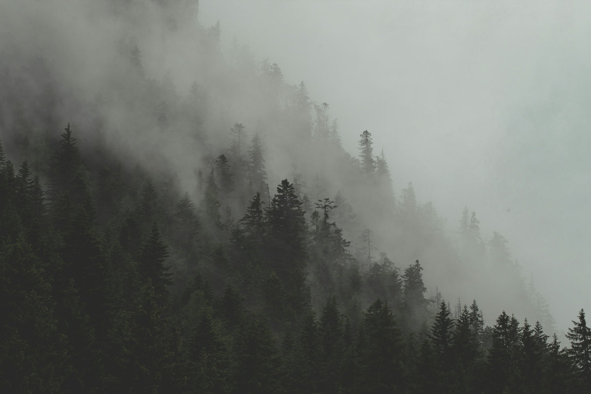 photo of green leafed trees on mountain
