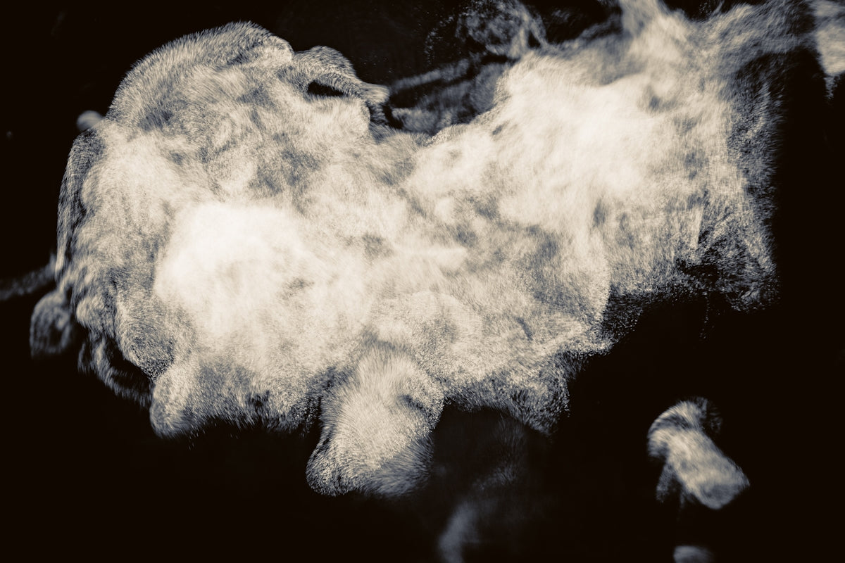 a white furry animal with black background