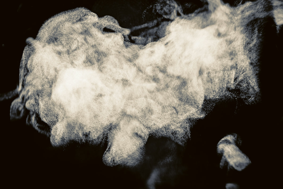a white furry animal with black background